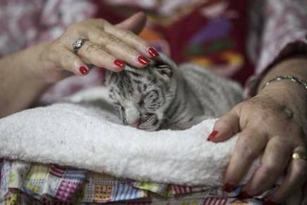 மினசோட்டாவிலுள்ள (Minnesota) தி வைல்ட் கேட் சரணாலயத்தின் (The Wildcat Sanctuary) அறிக்கையின் படி, வெள்ளை புலிகள் வங்காள புலிகள் (White tigers are Bengal tigers), அவற்றின் பெற்றோர்கள் மந்தமான மரபணுவைக் (recessive gene) கொண்டுள்ளது. மினசோட்டாவிலுள்ள (Minnesota) தி வைல்ட் கேட் சரணாலயத்தின் (The Wildcat Sanctuary) அறிக்கையின் படி, வெள்ளை புலிகள் வங்காள புலிகள் (White tigers are Bengal tigers), அவற்றின் பெற்றோர்கள் மந்தமான மரபணுவைக் (recessive gene) கொண்டுள்ளது.