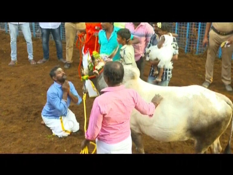 ஜல்லிக்கட்டு போட்டியில் பங்கேற்பதற்கு முன் தனது மாட்டின் முன் மண்டியிட்டு வணங்கும் மாட்டின் உரிமையாளர். ஜல்லிக்கட்டு போட்டியில் பங்கேற்பதற்கு முன் தனது மாட்டின் முன் மண்டியிட்டு வணங்கும் மாட்டின் உரிமையாளர்.