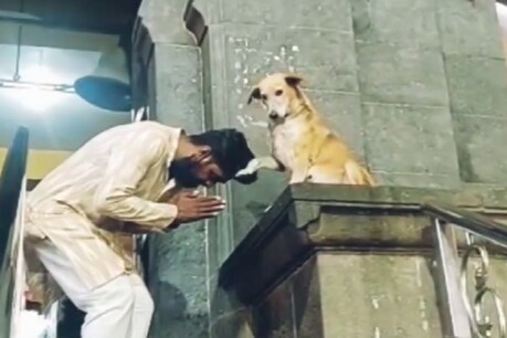வரிசையா வாங்க.. அனைவருக்கும் என் ஆசி உண்டு... மகாராஷ்டிராவில் பக்தர்களுக்கு ஆசி வழங்கும் நாய் - வைரலாகும் நெகிழ்ச்சி வீடியோ வரிசையா வாங்க.. அனைவருக்கும் என் ஆசி உண்டு... மகாராஷ்டிராவில் பக்தர்களுக்கு ஆசி வழங்கும் நாய் - வைரலாகும் நெகிழ்ச்சி வீடியோ