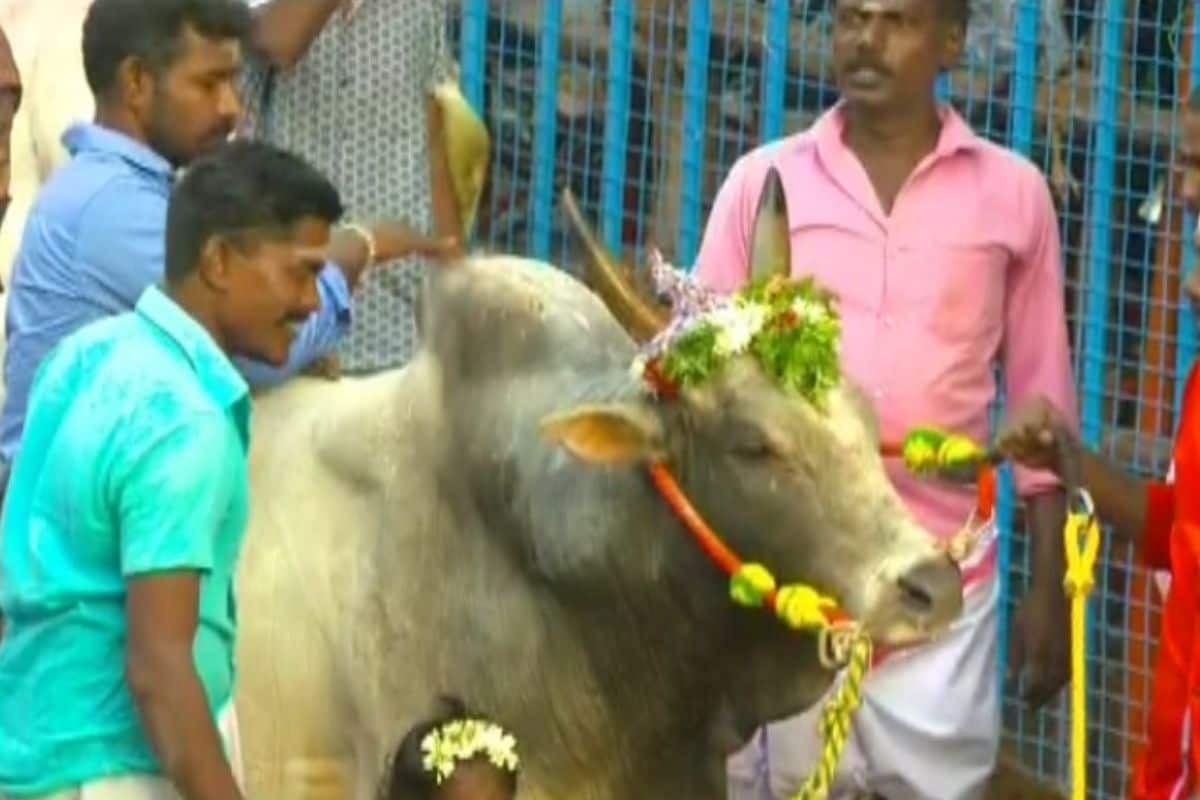 தைப்பொங்கலையொட்டி தமிழர்களின் வீர விளையாட்டான ஜல்லிக்கட்டு, ஆண்டுதோறும் நடத்தப்பட்டு வருகிறது. தைப்பொங்கலையொட்டி தமிழர்களின் வீர விளையாட்டான ஜல்லிக்கட்டு, ஆண்டுதோறும் நடத்தப்பட்டு வருகிறது.