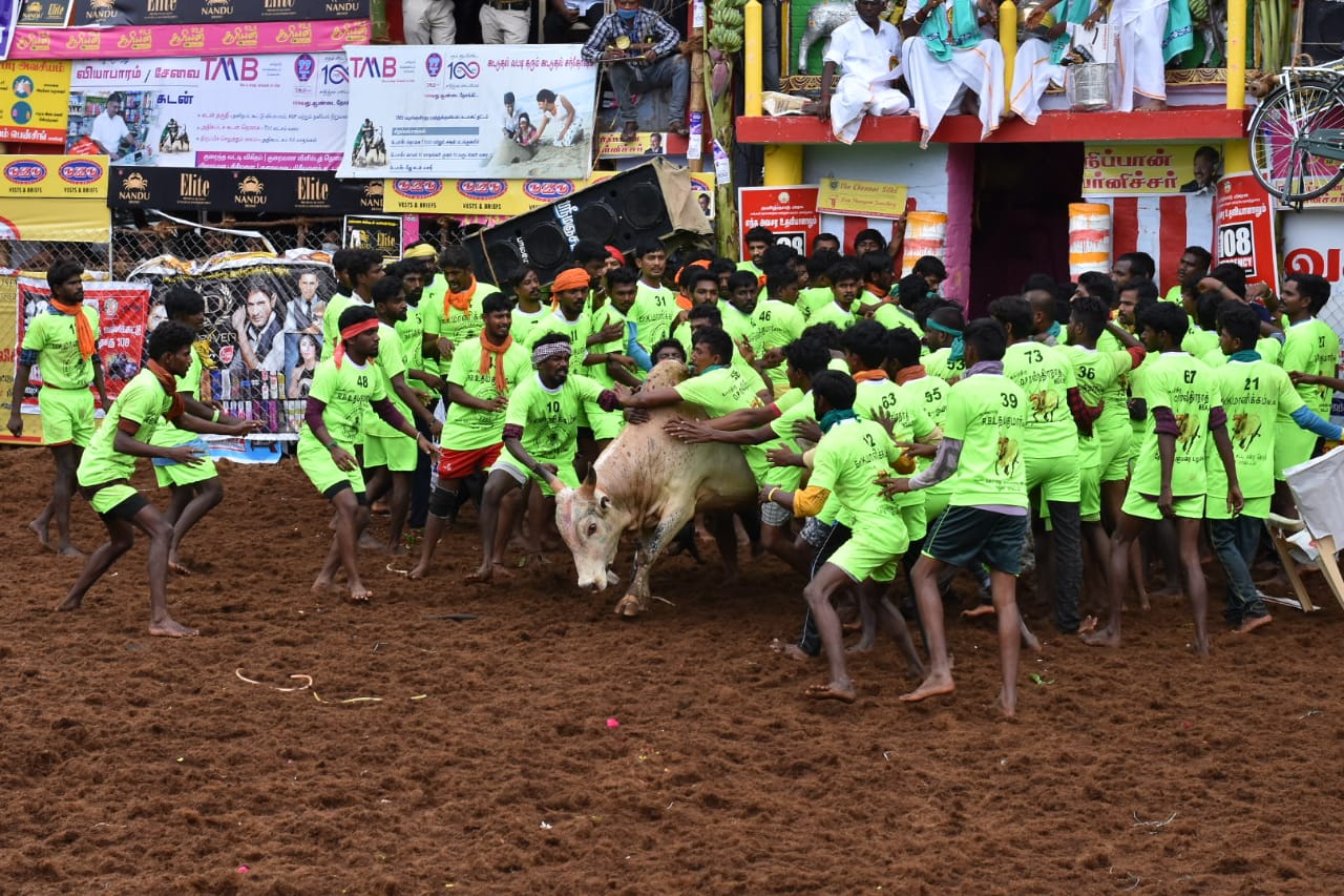 ஜல்லிக்கட்டு போட்டியைக் காண பார்வையாளர்கள் உடல் வெப்ப பரிசோதனைச் செய்யப்பட்டு தனிமனித இடைவெளியுடன் அனுமதிக்கப்பட்டுள்ளனர். ஜல்லிக்கட்டு போட்டியைக் காண பார்வையாளர்கள் உடல் வெப்ப பரிசோதனைச் செய்யப்பட்டு தனிமனித இடைவெளியுடன் அனுமதிக்கப்பட்டுள்ளனர்.