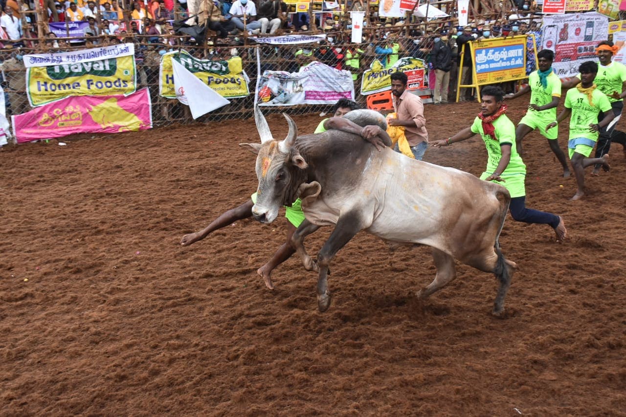அதேபோல் மாடுபிடி வீரர்கள், காளைகளின் உரிமையாளர்கள், பார்வையாளர்கள் முகக்கவசம் அணிவது கட்டாயமாக்கப்பட்டுள்ளது. அதேபோல் மாடுபிடி வீரர்கள், காளைகளின் உரிமையாளர்கள், பார்வையாளர்கள் முகக்கவசம் அணிவது கட்டாயமாக்கப்பட்டுள்ளது.