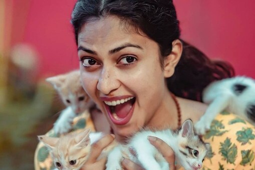 பூனைக் குட்டிகளுடன் கொஞ்சி விளையாடும் நடிகை அமலா பால்..! பூனைக் குட்டிகளுடன் கொஞ்சி விளையாடும் நடிகை அமலா பால்..!