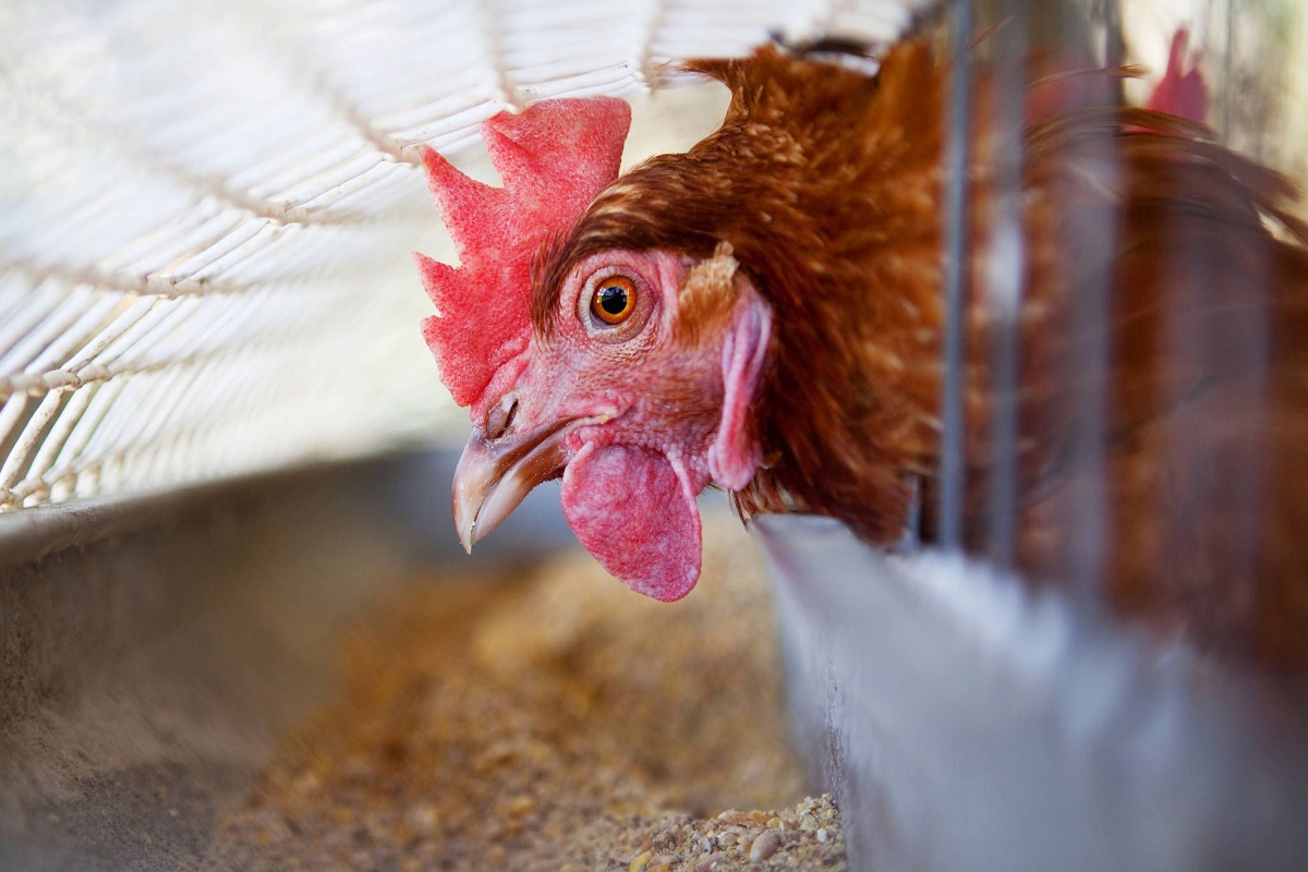  H5N1 வைரஸால் ஏற்படும் பறவை காய்ச்சல் அல்லது ஏவியன் இன்ஃப்ளூயன்ஸா (Avian influenza) நாட்டில் அதிகரித்து வருகிறது. முன்னர் அறிவித்தபடி, இந்த வைரஸ் காரணமாக ராஜஸ்தானில் மட்டும் 400க்கும் மேற்பட்ட பறவைகள் உயிரிழந்துள்ளன. தற்போது வரை, இமாச்சலப் பிரதேசம், ராஜஸ்தான், கேரளா, மத்தியப் பிரதேசம் (Himachal Pradesh, Rajasthan, Kerala and Madhya Pradesh) உள்ளிட்ட மொத்தம் நான்கு மாநிலங்கள் ஏவியன் எனும் பறவை காய்ச்சலால் (Avian influenza) கடுமையாக பாதிக்கப்பட்டுள்ளன. ராஜஸ்தானில் காகம் மற்றும் மயில்கள் திடீரென இறந்ததற்கு பறவைக்காய்ச்சல் காரணமாக இருக்கக்கூடும் என்று செய்திகள் வெளியாகியுள்ளன.