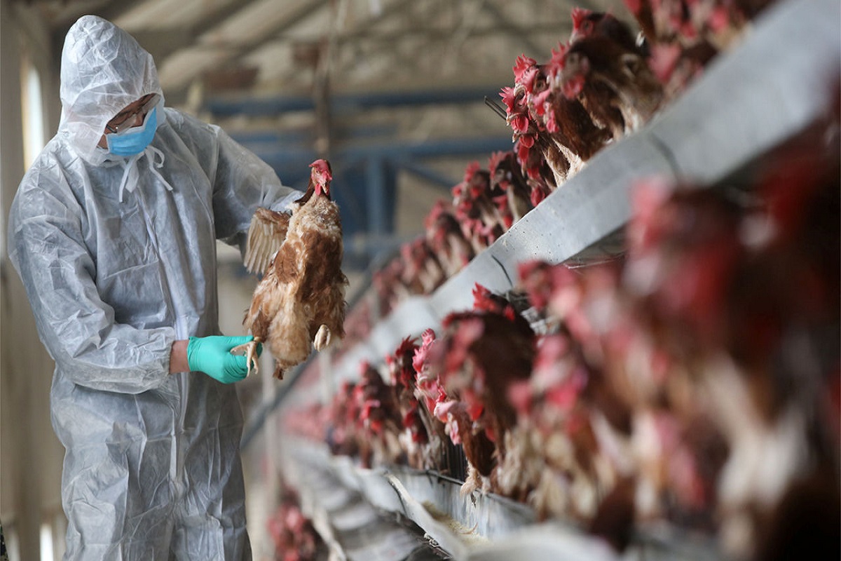  இந்தியாவின் பல பகுதிகளிலும், பறவைக் காய்ச்சல் (Bird flu) பரவி வருவது உறுதி செய்யப்பட்டுள்ளது. இதனால் சிக்கன் வெறியர்கள் அச்சமடைந்துள்ளனர். ஆனால் இதுகுறித்த விவரங்கள் அறிய பின்வரும் உள்ளடக்கத்தை படித்து உண்மையை தெரிந்துகொள்ளுங்கள்.