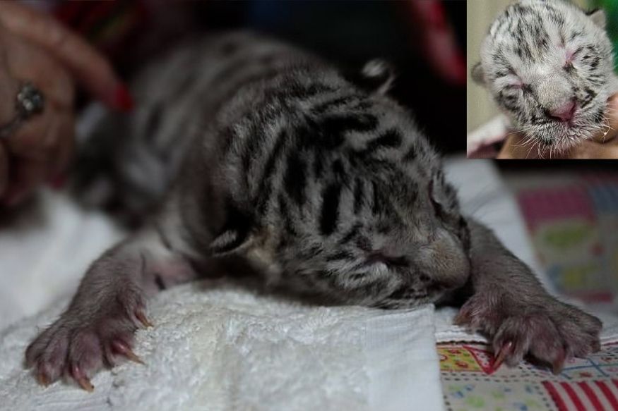 நிக்கராகுவா மிருகக்காட்சிசாலையில் (Nicaragua zoo) ஒரு அரிய வெள்ளை புலிக்குட்டி பிறந்துள்ளது. இதற்கு "நீவ்" (Nieve) என பெயரிட்டுள்ளனர். "நீவ்" (Nieve) என்பதற்கு ஸ்பானிஷ் மொழியில் பனி என்று பொருள். ஒரு வாரத்திற்கு முன்புதான் நீவ் பிறந்தது. நிக்கராகுவா மிருகக்காட்சிசாலையில் (Nicaragua zoo) ஒரு அரிய வெள்ளை புலிக்குட்டி பிறந்துள்ளது. இதற்கு "நீவ்" (Nieve) என பெயரிட்டுள்ளனர். "நீவ்" (Nieve) என்பதற்கு ஸ்பானிஷ் மொழியில் பனி என்று பொருள். ஒரு வாரத்திற்கு முன்புதான் நீவ் பிறந்தது.