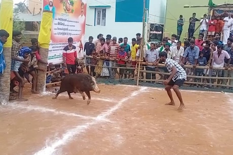 ஜல்லிக்கட்டு போன்று பன்றி தழுவும் விசித்திர போட்டி... ஆச்சரியப்பட வைக்கும் காரணம் ஜல்லிக்கட்டு போன்று பன்றி தழுவும் விசித்திர போட்டி... ஆச்சரியப்பட வைக்கும் காரணம்