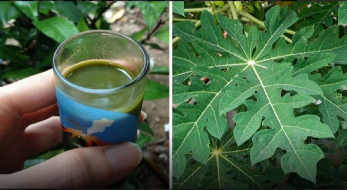  நோய் அழற்சி : தசை பிடிப்பு, மூட்டுவலி, போன்றவற்றிற்கும் பப்பாளி இலை சாப்பிடலாம்.