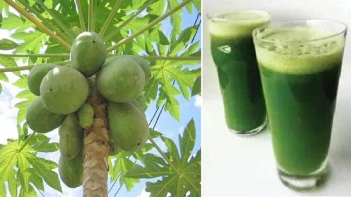 செரிமாணம் சீராகும் : வாயு தொல்லை, வயிறு மந்தம், நெஞ்சு எரிச்சல் போன்ற பிரச்னைகளுக்கு பப்பாளி இலை சிறந்தது. இதில் நார்ச்சத்து இருப்பதால் வயிறு பிரச்னை, செரிமாணப் பிரச்னைகளுக்கு உதவும். செரிமாணம் சீராகும் : வாயு தொல்லை, வயிறு மந்தம், நெஞ்சு எரிச்சல் போன்ற பிரச்னைகளுக்கு பப்பாளி இலை சிறந்தது. இதில் நார்ச்சத்து இருப்பதால் வயிறு பிரச்னை, செரிமாணப் பிரச்னைகளுக்கு உதவும்.