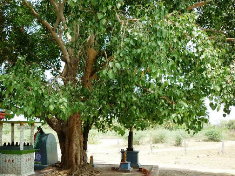 அரச மரம்: கோயில்களில் அரச மரத்தைப் பார்த்திருக்கிறோம். வீட்டில் ஒரு அரச மரத்தை நட்டால் அது நல்ல சக்தியை கொடுக்க உதவும் என்று மக்கள் நினைக்கிறார்கள். இருப்பினும், வாஸ்து சாஸ்திரத்தின் படி, ஒரு அரச மரத்தை ஒருபோதும் வீட்டில் நடக்கூடாது என்று அறிவுறுத்தப்படுகிறது. உங்கள் வீட்டில் அரச மரம் இருந்தால், அதை எடுத்து ஏதேனும் ஒரு புனித இடம் அல்லது கோவிலில் நட்டு வைக்க வேண்டும். இது உங்கள் பணத்தை அழிக்கக்கூடும் என்று கூறப்படுகிறது. அரச மரம்: கோயில்களில் அரச மரத்தைப் பார்த்திருக்கிறோம். வீட்டில் ஒரு அரச மரத்தை நட்டால் அது நல்ல சக்தியை கொடுக்க உதவும் என்று மக்கள் நினைக்கிறார்கள். இருப்பினும், வாஸ்து சாஸ்திரத்தின் படி, ஒரு அரச மரத்தை ஒருபோதும் வீட்டில் நடக்கூடாது என்று அறிவுறுத்தப்படுகிறது. உங்கள் வீட்டில் அரச மரம் இருந்தால், அதை எடுத்து ஏதேனும் ஒரு புனித இடம் அல்லது கோவிலில் நட்டு வைக்க வேண்டும். இது உங்கள் பணத்தை அழிக்கக்கூடும் என்று கூறப்படுகிறது.