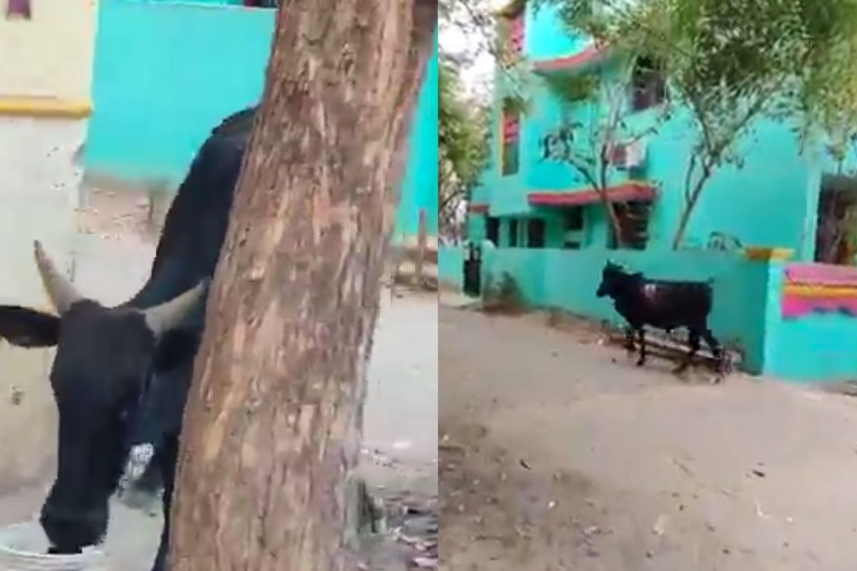 ஆசிட் வீச்சால் பாதிக்கப்பட்ட மாடு