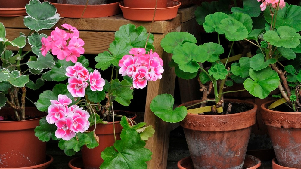 3. ஜெரனியம் (Geraniums) : கொசுக்களை விரட்டும் தன்மைக் கொண்ட மற்றொரு வாசனை திரவிய தாவரங்களில் ஜெரனியம் செடிகளும் ஒன்று. அதிசயமான அழகிய பூக்கள் உங்கள் வீட்டுத் தோட்டத்திற்கு மகத்தான அழகைச் சேர்க்கக்கூடும். அதேசமயம் கொசுக்களிடம் இருந்தும் உங்களை பாதுகாத்துக் கொள்ளலாம். 3. ஜெரனியம் (Geraniums) : கொசுக்களை விரட்டும் தன்மைக் கொண்ட மற்றொரு வாசனை திரவிய தாவரங்களில் ஜெரனியம் செடிகளும் ஒன்று. அதிசயமான அழகிய பூக்கள் உங்கள் வீட்டுத் தோட்டத்திற்கு மகத்தான அழகைச் சேர்க்கக்கூடும். அதேசமயம் கொசுக்களிடம் இருந்தும் உங்களை பாதுகாத்துக் கொள்ளலாம்.