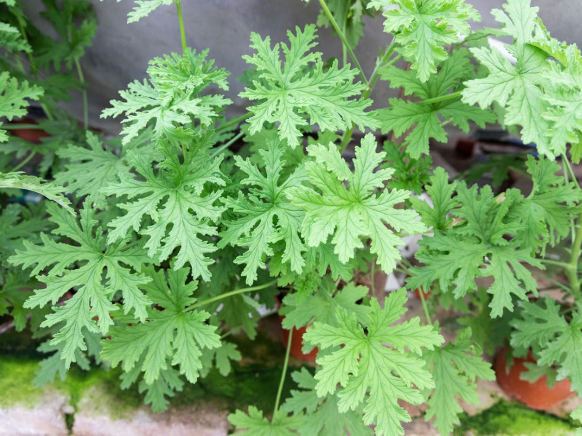 1. சிட்ரோனெல்லா (Citronella) : இது கொசு தாவரம் என்றும் அழைக்கப்படுகிறது. அதன் வலுவான சிட்ரோனெல்லா வாசனை காரணமாக கொசுக்கள் வீட்டில் நுழையாது. இது பக்-ஸ்ப்ரேக்கள் மற்றும் பூச்சி-விரட்டும் மெழுகுவர்த்திகளில் ஒரு பொதுவான மூலப்பொருளாக பயன்படுத்தப்படுகிறது. இந்த செடியை வீட்டில் நடுவதன் மூலமோ அல்லது செடியின் இலையை நசுக்கி அதன் சாற்றை தோலில் பயன்படுத்துவதன் மூலமோ கொசுவை விரட்டி அடிக்க முடியும். உங்கள் கதவுகள், ஜன்னல்கள் மற்றும் பால்கனிகளுக்கு அருகிலுள்ள வண்ணமயமான தொட்டிகளில் செடிகளை நட்டு வைக்கலாம். 1. சிட்ரோனெல்லா (Citronella) : இது கொசு தாவரம் என்றும் அழைக்கப்படுகிறது. அதன் வலுவான சிட்ரோனெல்லா வாசனை காரணமாக கொசுக்கள் வீட்டில் நுழையாது. இது பக்-ஸ்ப்ரேக்கள் மற்றும் பூச்சி-விரட்டும் மெழுகுவர்த்திகளில் ஒரு பொதுவான மூலப்பொருளாக பயன்படுத்தப்படுகிறது. இந்த செடியை வீட்டில் நடுவதன் மூலமோ அல்லது செடியின் இலையை நசுக்கி அதன் சாற்றை தோலில் பயன்படுத்துவதன் மூலமோ கொசுவை விரட்டி அடிக்க முடியும். உங்கள் கதவுகள், ஜன்னல்கள் மற்றும் பால்கனிகளுக்கு அருகிலுள்ள வண்ணமயமான தொட்டிகளில் செடிகளை நட்டு வைக்கலாம்.