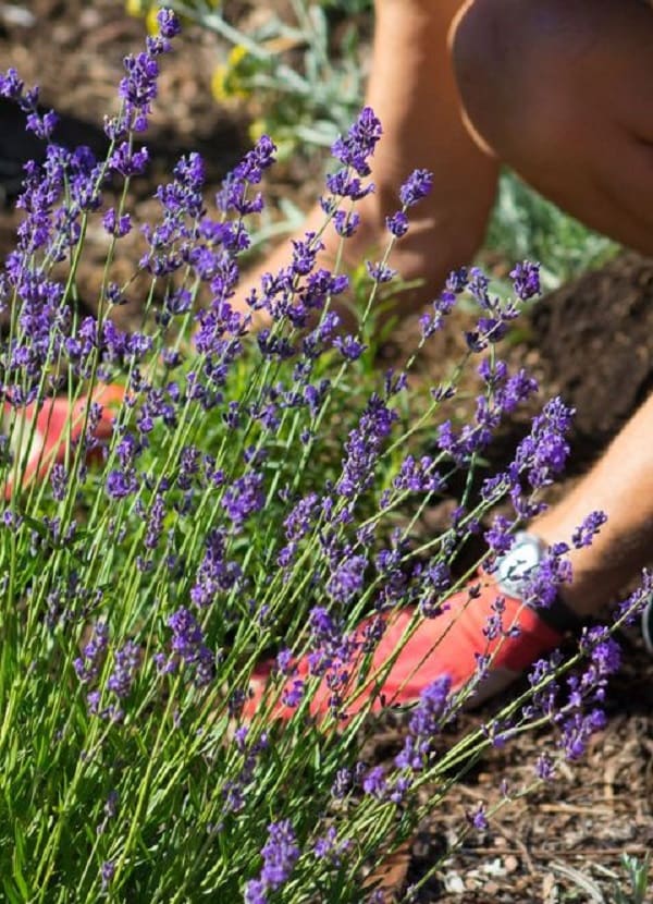 2. ரோஸ்மேரி (Lavender) : செடியில் உள்ள எண்ணெய் இயற்கையான கொசு விரட்டியாக செயல்படுகிறது. ரோஸ்மேரி செடி பொதுவாக 4-5 அடி உயரம் வரை வளரும். அதில் நீல நிற பூக்கள் பூக்கும். குளிர் காலத்தில் அதை வீட்டிற்குள் வைத்து வளர்க்கவும். சமையலுக்கு சுவையை சேர்ப்பதற்கும் ரோஸ்மேரி செடியை பயன்படுத்தலாம். குளிரல்லாத காலத்தில் கொசுவை கட்டுப்படுத்த இந்த செடியை உங்கள் தோட்டத்தில் வைக்கவும். ரோஸ்மேரி செடி உடனடி கொசு விரட்டியாக செயல்பட வேண்டுமானால், ரோஸ்மேரி செடியின் எண்ணெய்யை 4 சொட்டு எடுத்து, அதனை ¼ கப் ஆலிவ் எண்ணெயுடன் கலந்து, அதனை குளிர்ந்த மற்றும் ஈரப்பதம் அல்லாத இடத்தில் சேமித்திடவும். பின் தேவைப்படும் நேரத்தில் கை மற்றும் காலைகளில் அதனை தடவிக் கொள்ளுங்கள். 2. ரோஸ்மேரி (Lavender) : செடியில் உள்ள எண்ணெய் இயற்கையான கொசு விரட்டியாக செயல்படுகிறது. ரோஸ்மேரி செடி பொதுவாக 4-5 அடி உயரம் வரை வளரும். அதில் நீல நிற பூக்கள் பூக்கும். குளிர் காலத்தில் அதை வீட்டிற்குள் வைத்து வளர்க்கவும். சமையலுக்கு சுவையை சேர்ப்பதற்கும் ரோஸ்மேரி செடியை பயன்படுத்தலாம். குளிரல்லாத காலத்தில் கொசுவை கட்டுப்படுத்த இந்த செடியை உங்கள் தோட்டத்தில் வைக்கவும். ரோஸ்மேரி செடி உடனடி கொசு விரட்டியாக செயல்பட வேண்டுமானால், ரோஸ்மேரி செடியின் எண்ணெய்யை 4 சொட்டு எடுத்து, அதனை ¼ கப் ஆலிவ் எண்ணெயுடன் கலந்து, அதனை குளிர்ந்த மற்றும் ஈரப்பதம் அல்லாத இடத்தில் சேமித்திடவும். பின் தேவைப்படும் நேரத்தில் கை மற்றும் காலைகளில் அதனை தடவிக் கொள்ளுங்கள்.