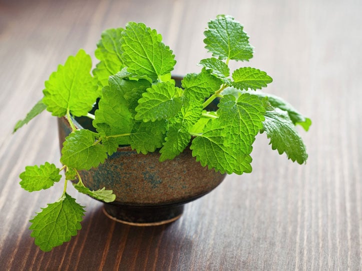 6. லெமன் பாம் (Lemon balm) : லெமன் பாம் செடியும் கூட கொசுக்களை அண்ட விடாது, வேகமாக வளரும் லெமன் பாம் செடி, பறந்து விரிந்து வளர போதிய இடம் தேவை. லெமன் பாம் இலைகளில் சிட்ரோனெல்லல் பொருட்கள் வளமையாக உள்ளது. பல கமர்ஷிய கொசு விரட்டிகளில் சிட்ரோனெல்லல் பயன்படுத்தப்படுகிறது. சில வகையான லெமன் பாம்களில் 38% வரையிலான சிட்ரோனெல்லல் உள்ளது. கொசுக்களை கட்டுப்படுத்த லெமன் பாம் செடியை வீட்டின் முற்றத்தில் வளர்க்கவும். கொசு உங்களை அண்டாமல் இருக்க கசக்கிய லெமன் பாம் இலைகளை உங்கள் சருமத்தில் தடவிக் கொள்ளுங்கள். 6. லெமன் பாம் (Lemon balm) : லெமன் பாம் செடியும் கூட கொசுக்களை அண்ட விடாது, வேகமாக வளரும் லெமன் பாம் செடி, பறந்து விரிந்து வளர போதிய இடம் தேவை. லெமன் பாம் இலைகளில் சிட்ரோனெல்லல் பொருட்கள் வளமையாக உள்ளது. பல கமர்ஷிய கொசு விரட்டிகளில் சிட்ரோனெல்லல் பயன்படுத்தப்படுகிறது. சில வகையான லெமன் பாம்களில் 38% வரையிலான சிட்ரோனெல்லல் உள்ளது. கொசுக்களை கட்டுப்படுத்த லெமன் பாம் செடியை வீட்டின் முற்றத்தில் வளர்க்கவும். கொசு உங்களை அண்டாமல் இருக்க கசக்கிய லெமன் பாம் இலைகளை உங்கள் சருமத்தில் தடவிக் கொள்ளுங்கள்.