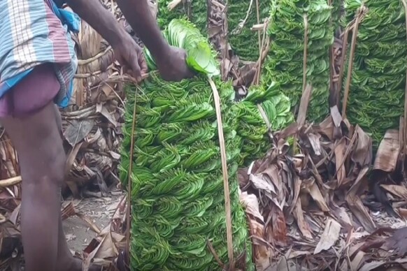 பரமத்திவேலூரில் வெற்றிலையின் விலை படு வீழ்ச்சி: வேதனையில் விவசாயிகள்