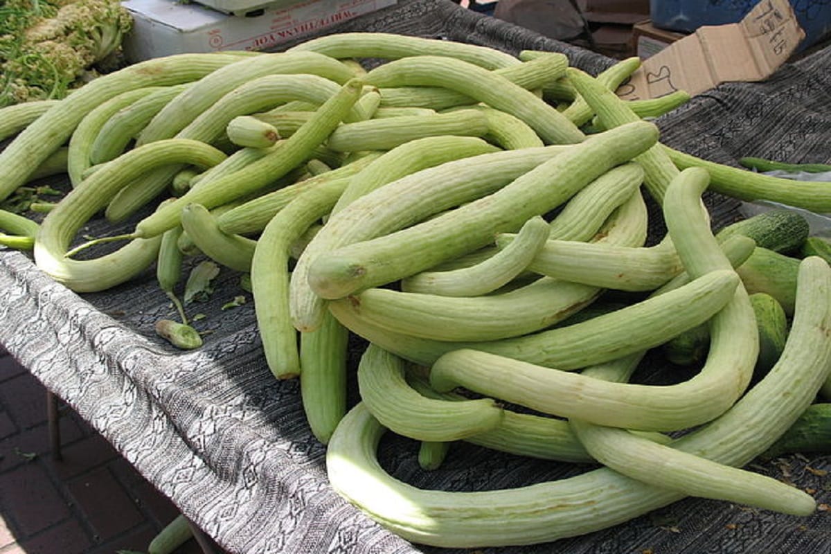 ஆர்மேனிய வெள்ளரி நாம் பொதுவாகக் காணும் சாதாரண வெள்ளரிக்காயை விட நீளமானது. இந்த காய்கறி கக்கூர்பிட் குடும்பத்தைச் சேர்ந்தது மற்றும் வெளிர் பச்சை நிறத்தில் உள்ளது. வெயில் காலம் வந்துவிட்டாலே இதை எளிதாக சந்தைகளில் காண முடியும். அதேசமயம் விலையும் மலிவானதாக ஏழைகளின் நண்பனாக இருக்கும். ஆர்மேனிய வெள்ளரி நாம் பொதுவாகக் காணும் சாதாரண வெள்ளரிக்காயை விட நீளமானது. இந்த காய்கறி கக்கூர்பிட் குடும்பத்தைச் சேர்ந்தது மற்றும் வெளிர் பச்சை நிறத்தில் உள்ளது. வெயில் காலம் வந்துவிட்டாலே இதை எளிதாக சந்தைகளில் காண முடியும். அதேசமயம் விலையும் மலிவானதாக ஏழைகளின் நண்பனாக இருக்கும்.
