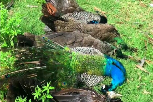 விஷம் கலந்த உணவைச் சாப்பிட்டு மயில்கள் உயிரிழப்பு,