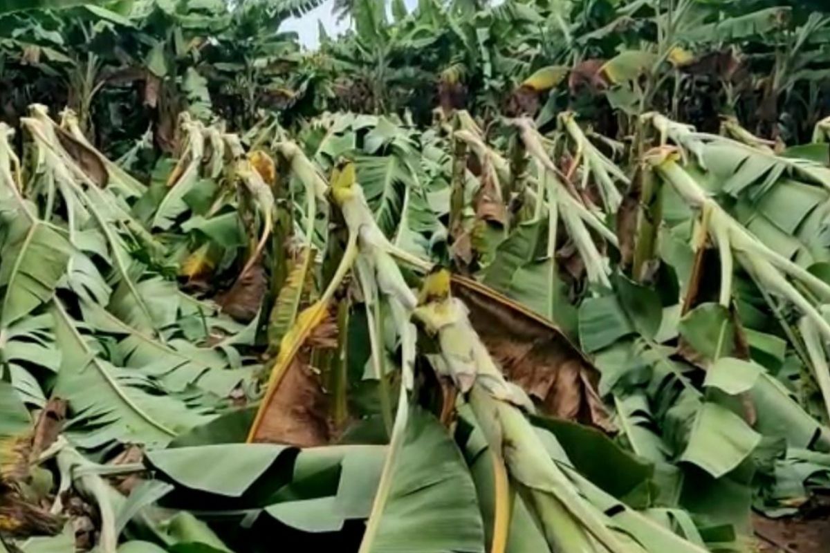 சேதமடைந்த வாழைமரங்கள்