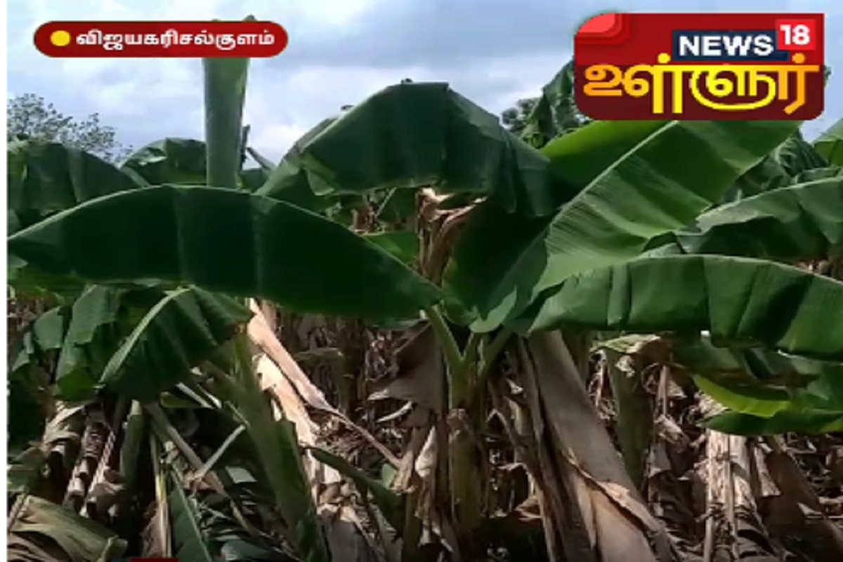 சாத்தூர்: பலத்த காற்று வீசியதில் பல லட்சம் மதிப்பிலான வாழைகள் சேதம்