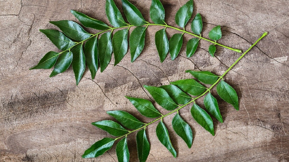 curry-leaves