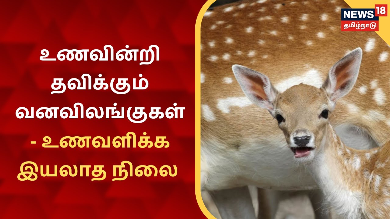 திருவண்ணாமலை காப்புக்காடுகளில் தண்ணீரின்றி தவிக்கும் வன