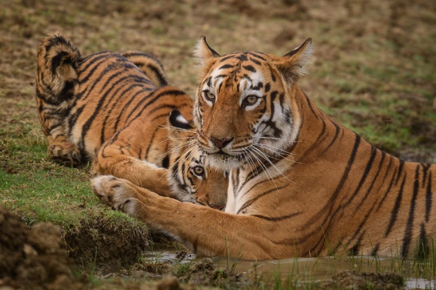 மாயா: புலிகளின் அழகையும், மிருகதனத்தையும் ஒரே இடத்தில் பார்க்க வேண்டும் என்றால் மாயா - ஸ்கார்பேர்ஸ் என்ற இந்த இணையை ஒரே ஒருமுறை பார்த்தால் போதும். புலிகளின் அழகை மாயாவும், கம்பீரமான மிருகதனத்தை ஸ்கார்பேர்ஸூம் கொண்டிருக்கிறார்கள். 13 வயதான ஸ்கார்பேர்ஸின் முகத்தில் இருக்கும் வடு, அதனின் கோர முகத்தை பட்டவர்த்தனமாக வெளிக்காட்டும். புலி அல்லது காட்டெருமை ஒன்றுடன் ஏற்பட்ட பயங்கரமான மோதலில் அந்த வடு ஏற்பட்டிருக்கலாம் என கருதப்படுகிறது. 250 கிலோ எடை கொண்ட ஸ்கார்பேர்ஸ், ‘ தி ஹல்க்’ ’வாக்டோ’ என்ற புனைப்பெயர்களுடன் அழைக்கப்படுகிறது.