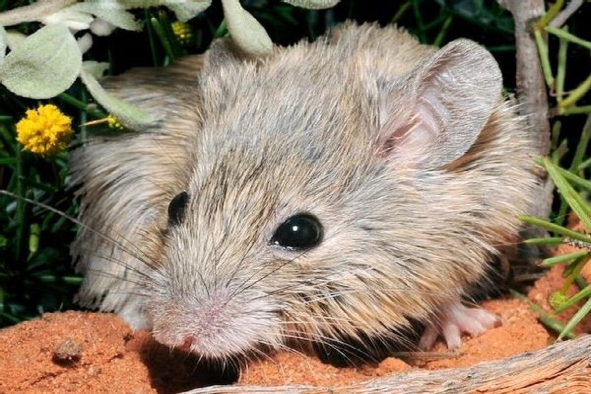 Mouse