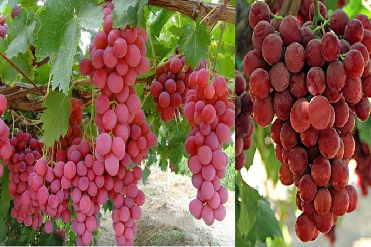 Ruby Roman திராட்சைகளின் ரோல்ஸ் ராய்ஸ்.. உலகின் மிக விலையுயர்ந்த