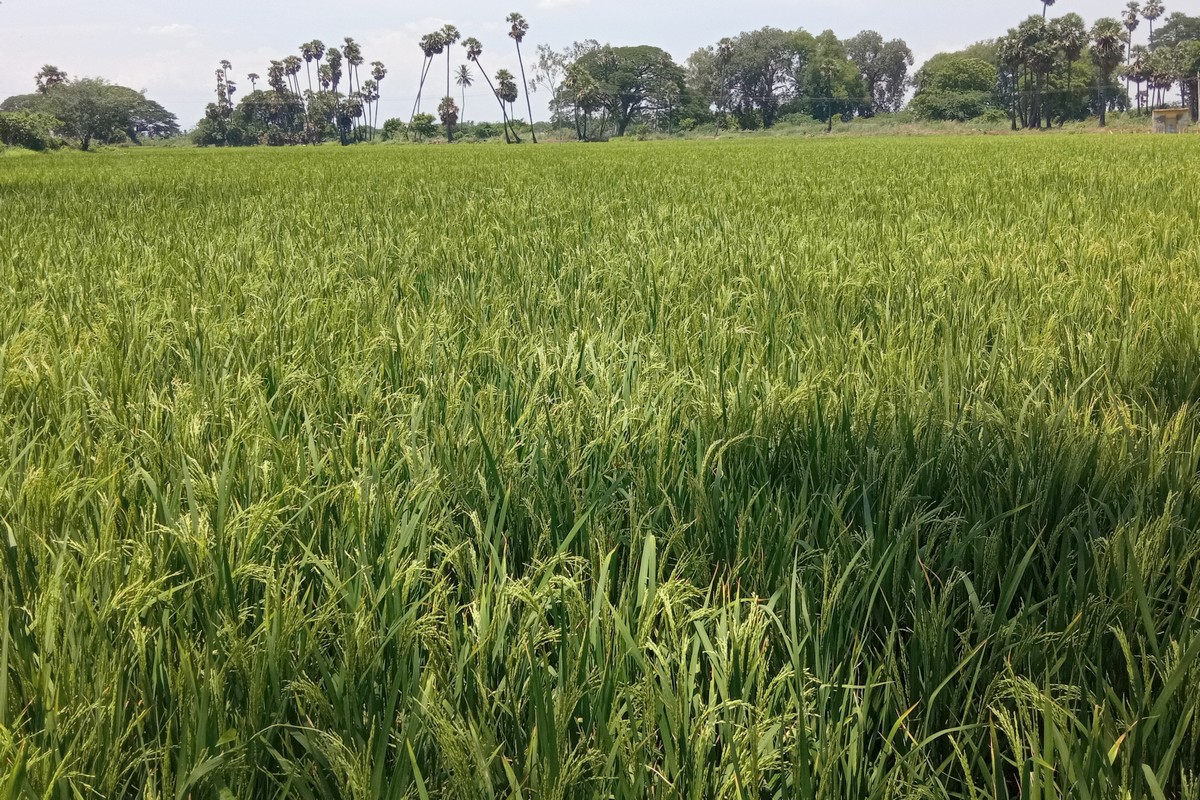 டெல்டா மாவட்டங்களில் கூடுதல் பரப்பில் குறுவை நெல் சாகுபடி