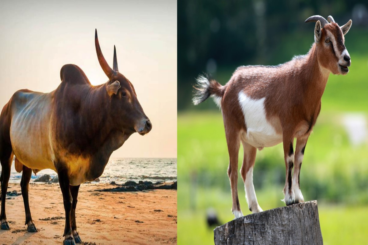 ஆடு,மாடு வளர்த்தால் இனி வரி செலுத்த வேண்டும் - மதுரை மாநகராட்சி