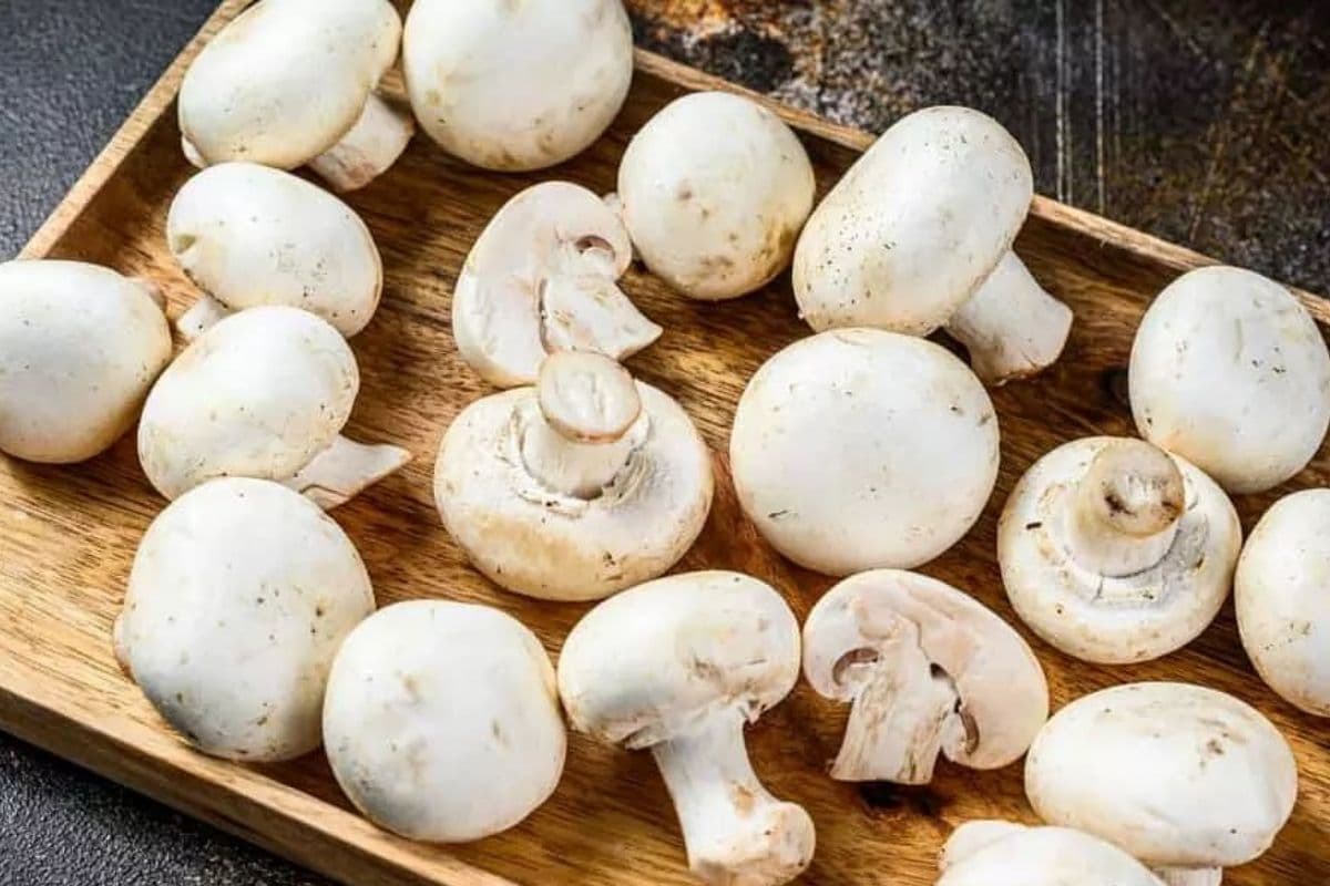 Происхождение грибов шампиньонов
