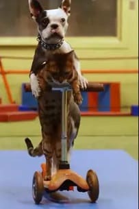 Dog and cat join paws to ride scooter