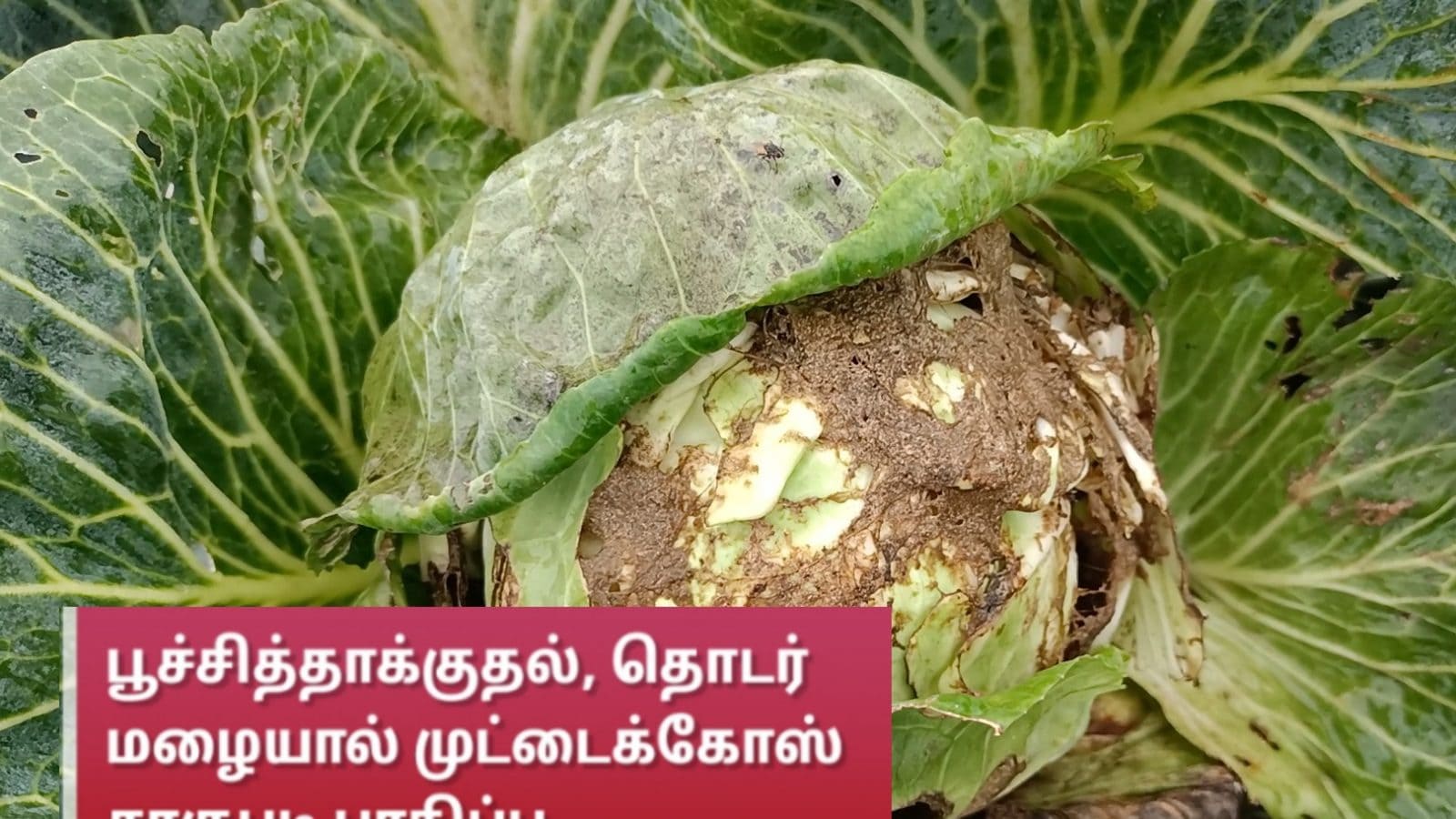 தேனி : பூச்சித்தாக்குதல், தொடர் மழையால் முட்டைக்கோஸ் சாகுபடி பாதிப்பு - விவசாயிகள் புலம்பல்