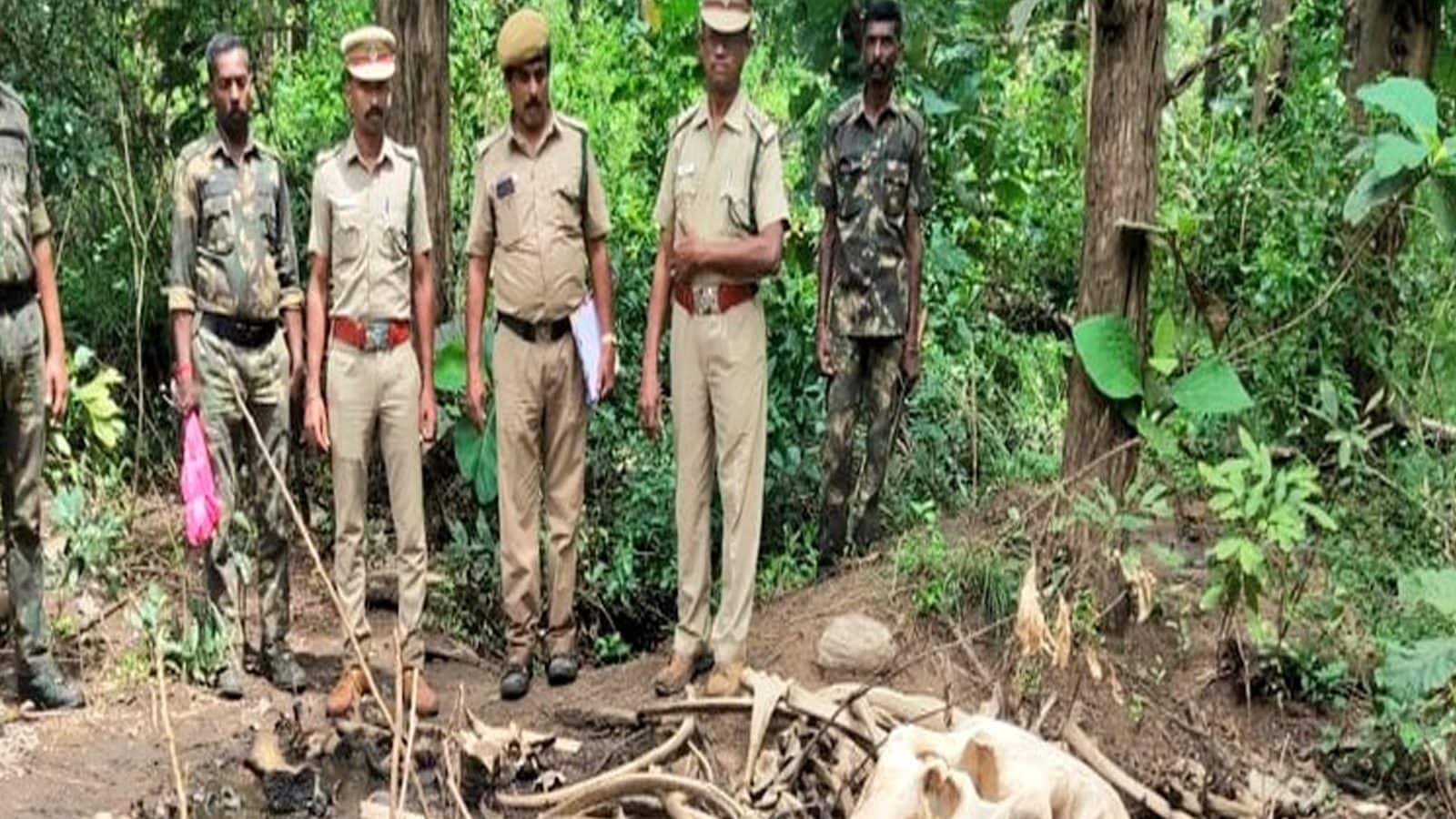 தந்தங்கள் வெட்டப்பட்ட நிலையில் ஆண் யானை சடலம்.. வெள்ளியங்கிரி அடிவாரத்தில் பயங்கரம் - வனத்துறை விசாரணை