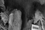 பெரிய தந்தங்களுடன் உலா வரும் காட்டு யானைகள் - வனத்துறை எச்சரிக்கை