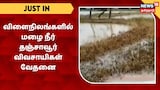 விளைநிலங்களில் தேங்கிய மழை நீர் - தஞ்சாவூர் விவசாயிகள் வேதனை