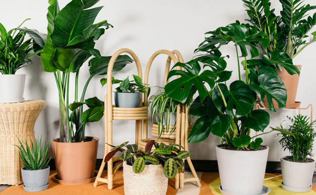 9 Unusual Plants You Can Grow Indoors This Winter
