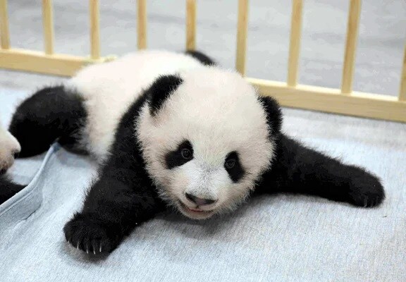 Panda Cubs at Tokyo Zoo Finally Get Names