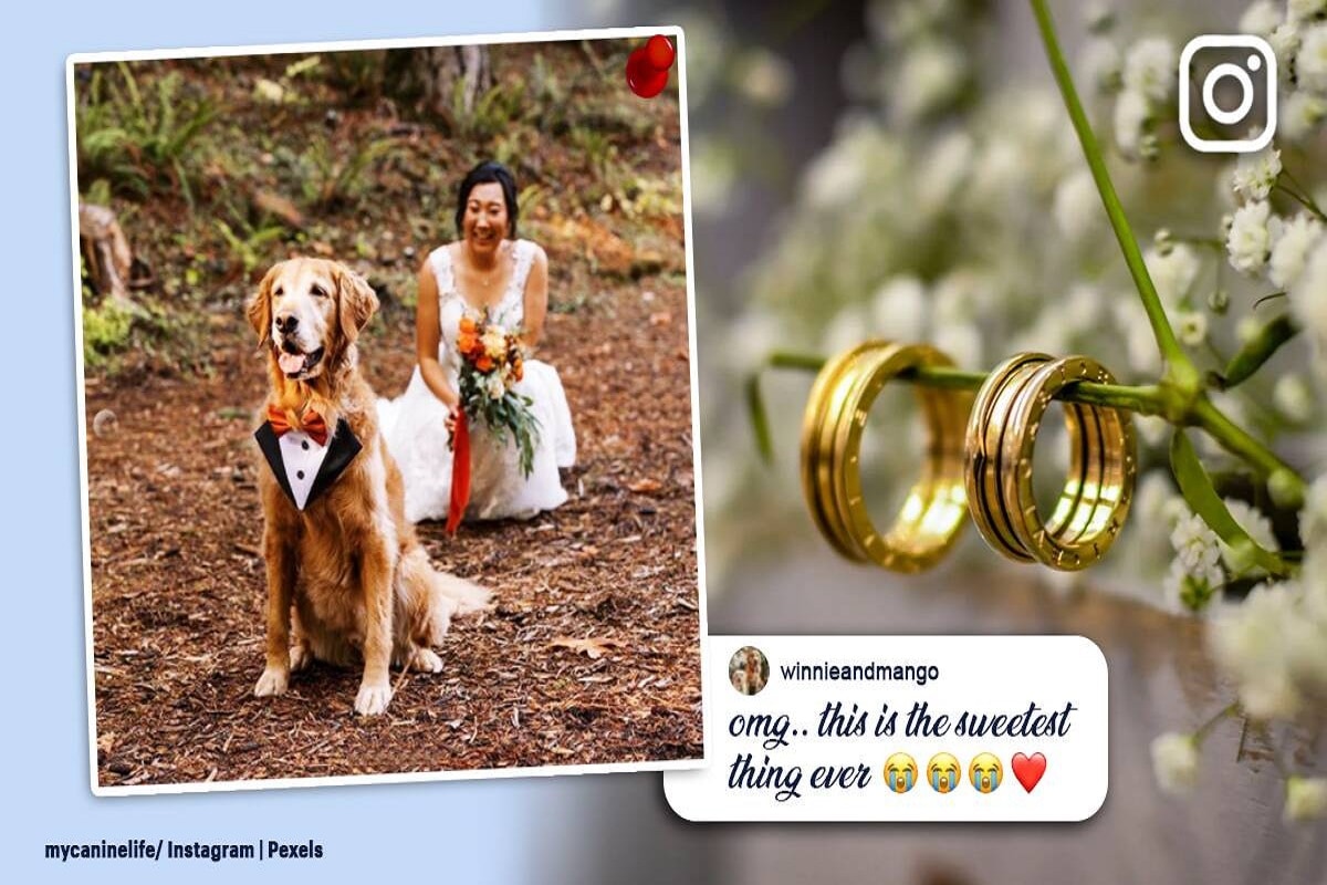 wedding photos with her dog images go viral
