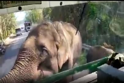 சத்தியமங்களம் அருகே குட்டிகளோடு சாலையை வழிமறித்த யானைகள்.. சத்தியமங்களம் அருகே குட்டிகளோடு சாலையை வழிமறித்த யானைகள்..