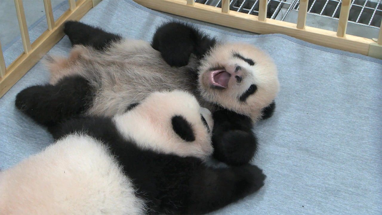 Panda Cubs at Tokyo Zoo Finally Get Names