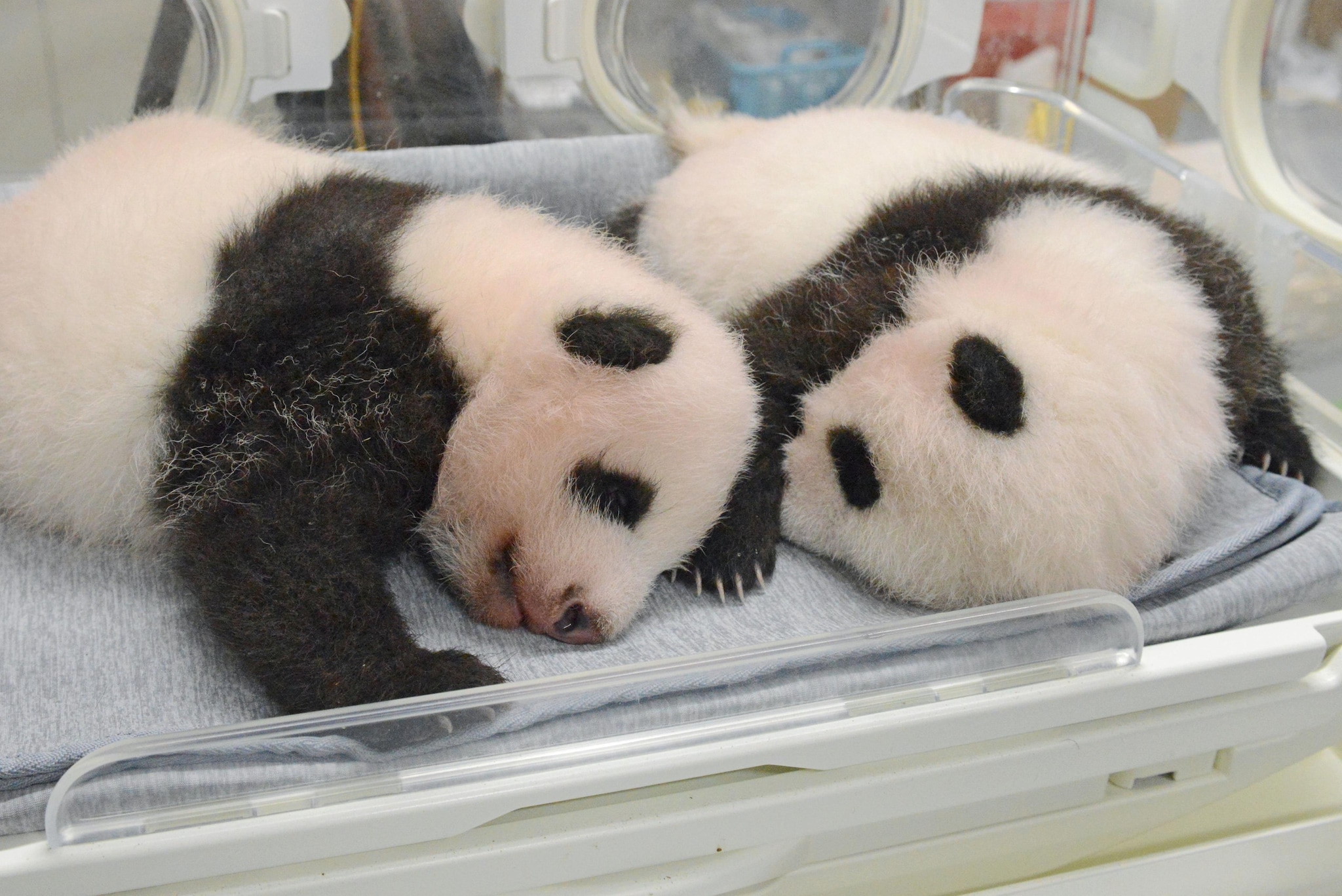 Panda Cubs at Tokyo Zoo Finally Get Names