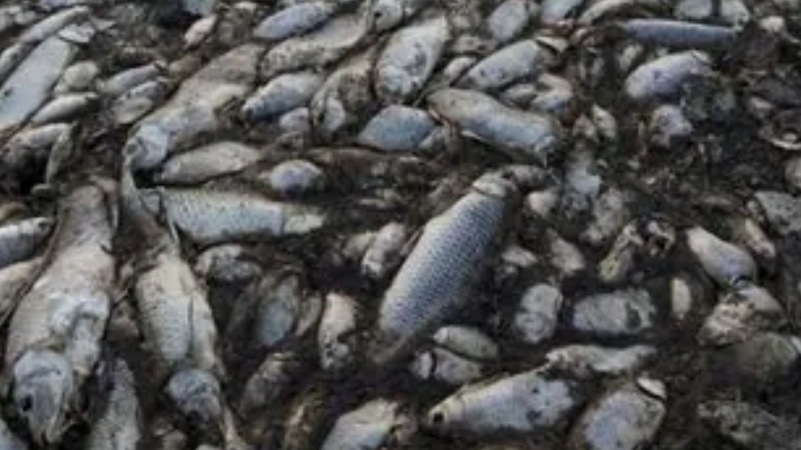 அருணாச்சல பிரதேசத்தில் கருப்பாக மாறிய ஆறு... ஆயிரக்கணக்கான மீன்கள் இறப்பு: சீனா காரணமா?