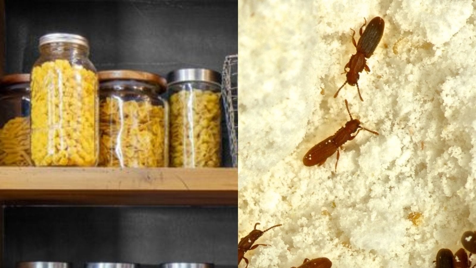 மளிகை பொருட்களை சேமித்து வைத்தால் வண்டு , புழு வச்சு வீணா போகுதா? இந்த டிப்ஸ் டிரை பண்ணுங்க..! 