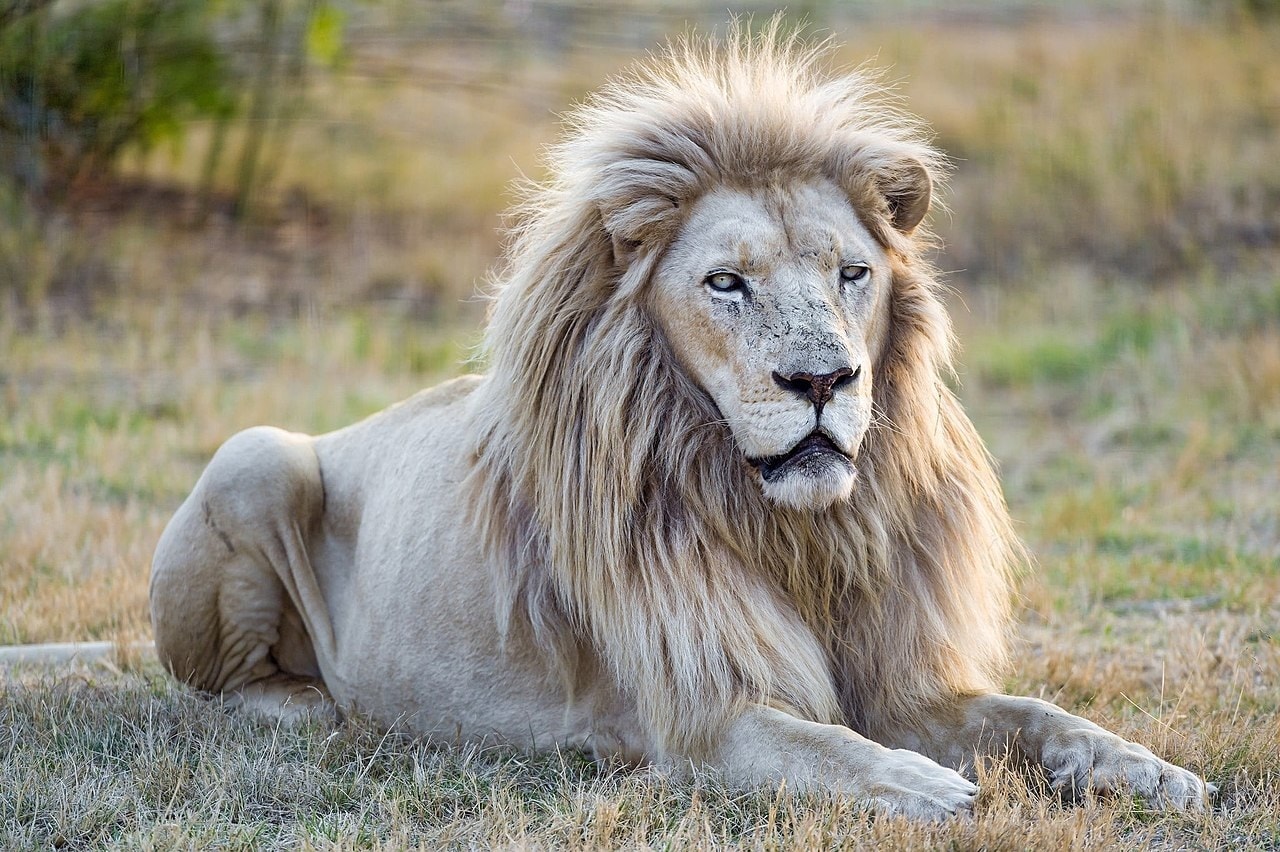 Life Changing Lessons You Can Take From A Lion