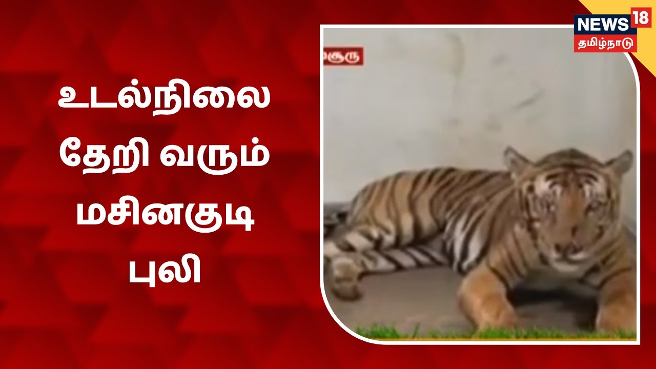 உடல்நிலை தேறி வரும் மசினகுடி புலி