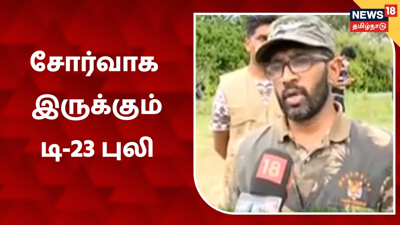 சோர்வாக உள்ள டி-23 புலிக்கு மருந்துகள் அளிக்கப்படுகிறது