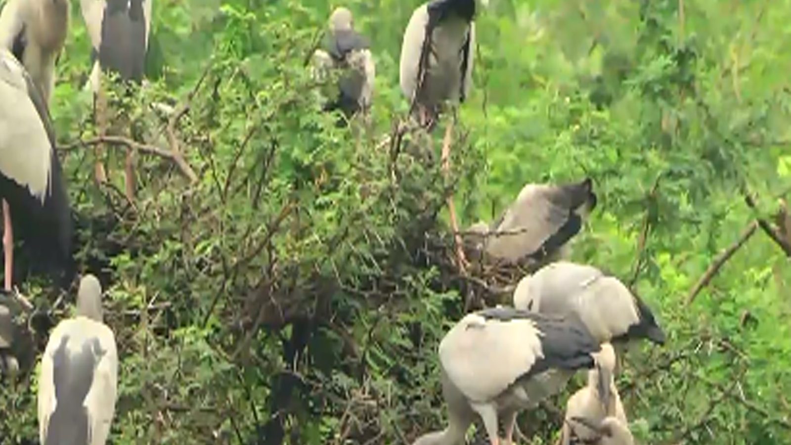 பறவைகளுக்காக பட்டாசு வெடிக்காத கிராம மக்கள்.. பாராட்ட மறந்த மாவட்ட நிர்வாகம்