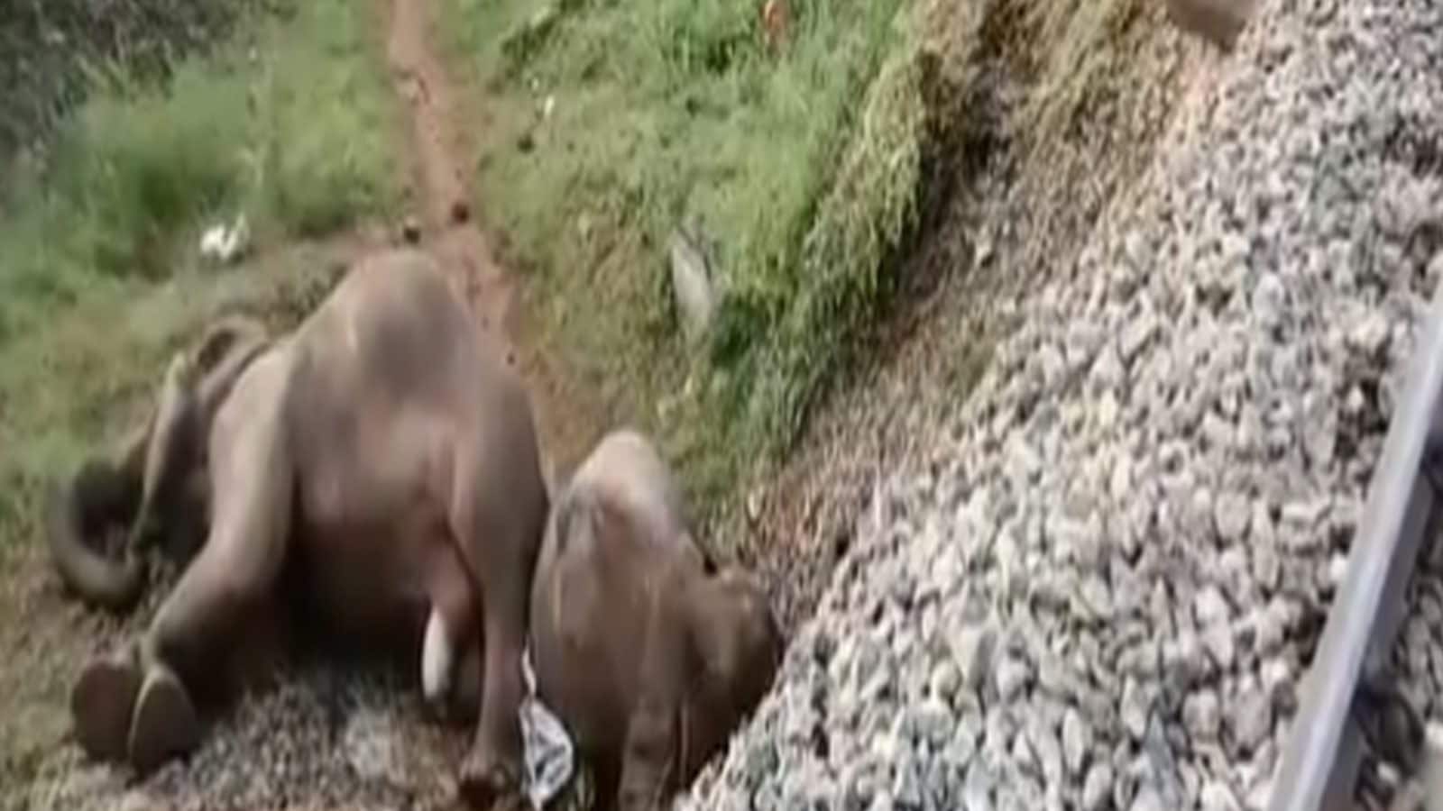 கோவையில் ரயில் மோதி 3 பெண் யானைகள் உயிரிழப்பு - ரயில் ஓட்டுநர்களிடம் விசாரணை